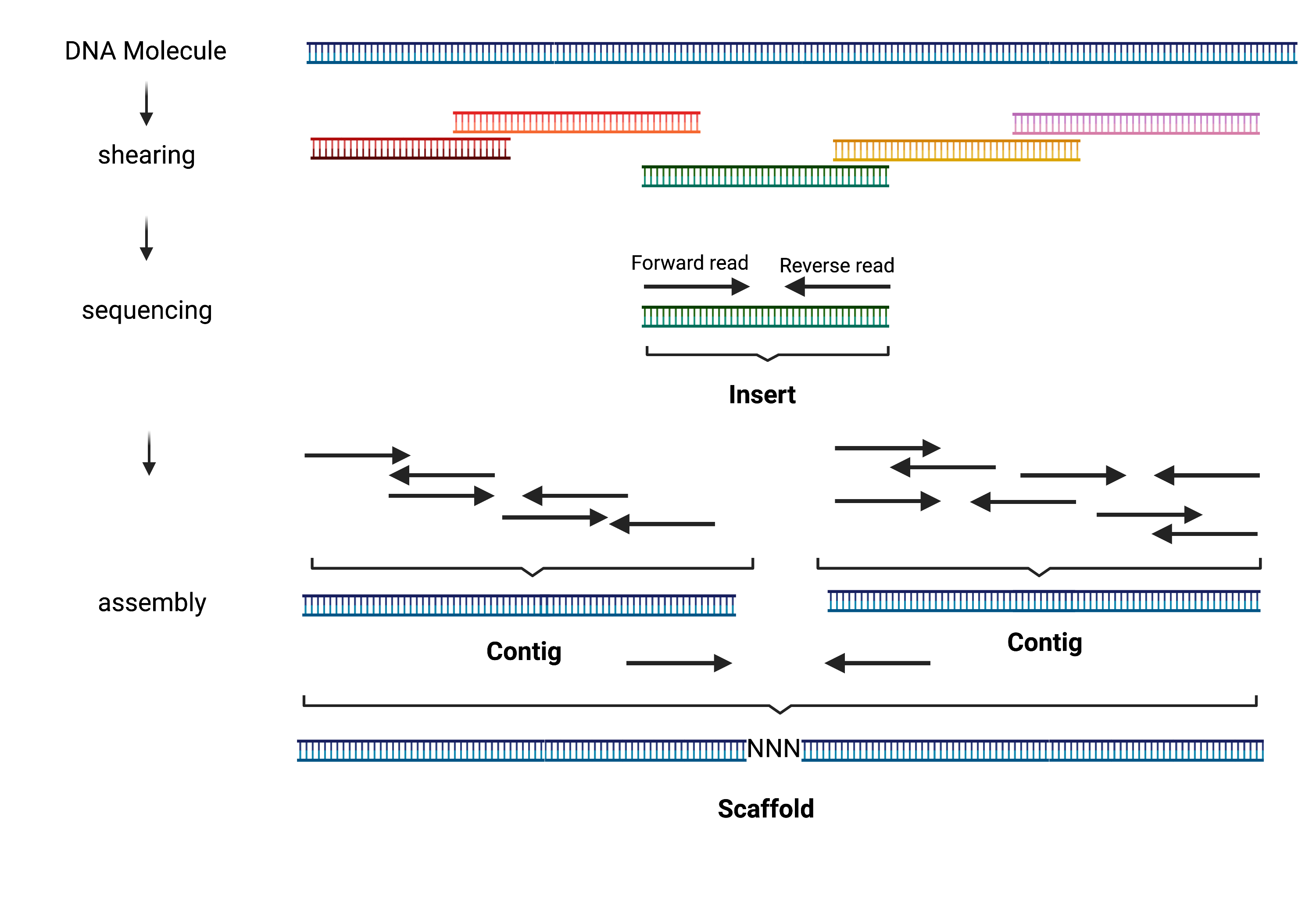 ../_images/Genome_Assembly.png